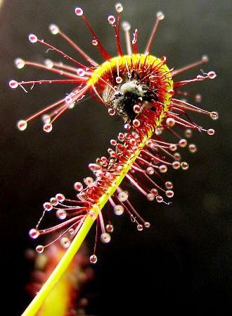 Sticky trichomes of a carnivorous plant, Drosera capensis, with a trapped insect